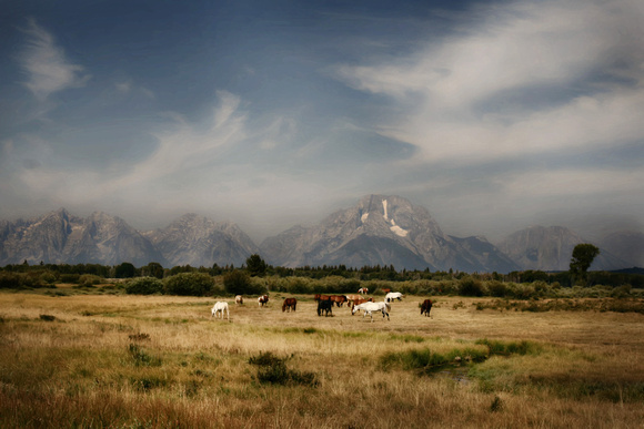 Horses Grazing in the Grand Tetons